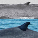 Illustration for article titled A New Migration Record for Blue Whales, and Why its Important